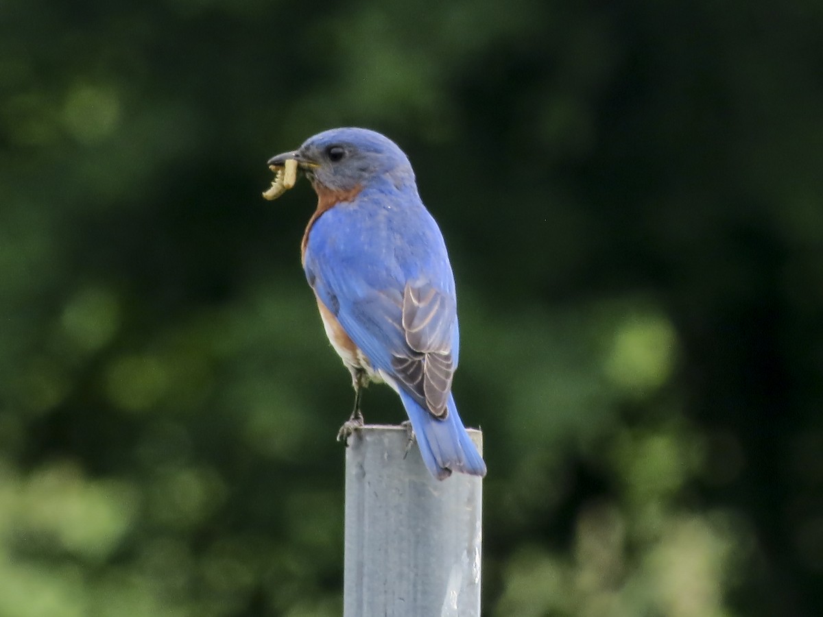 Eastern Bluebird - ML619848767