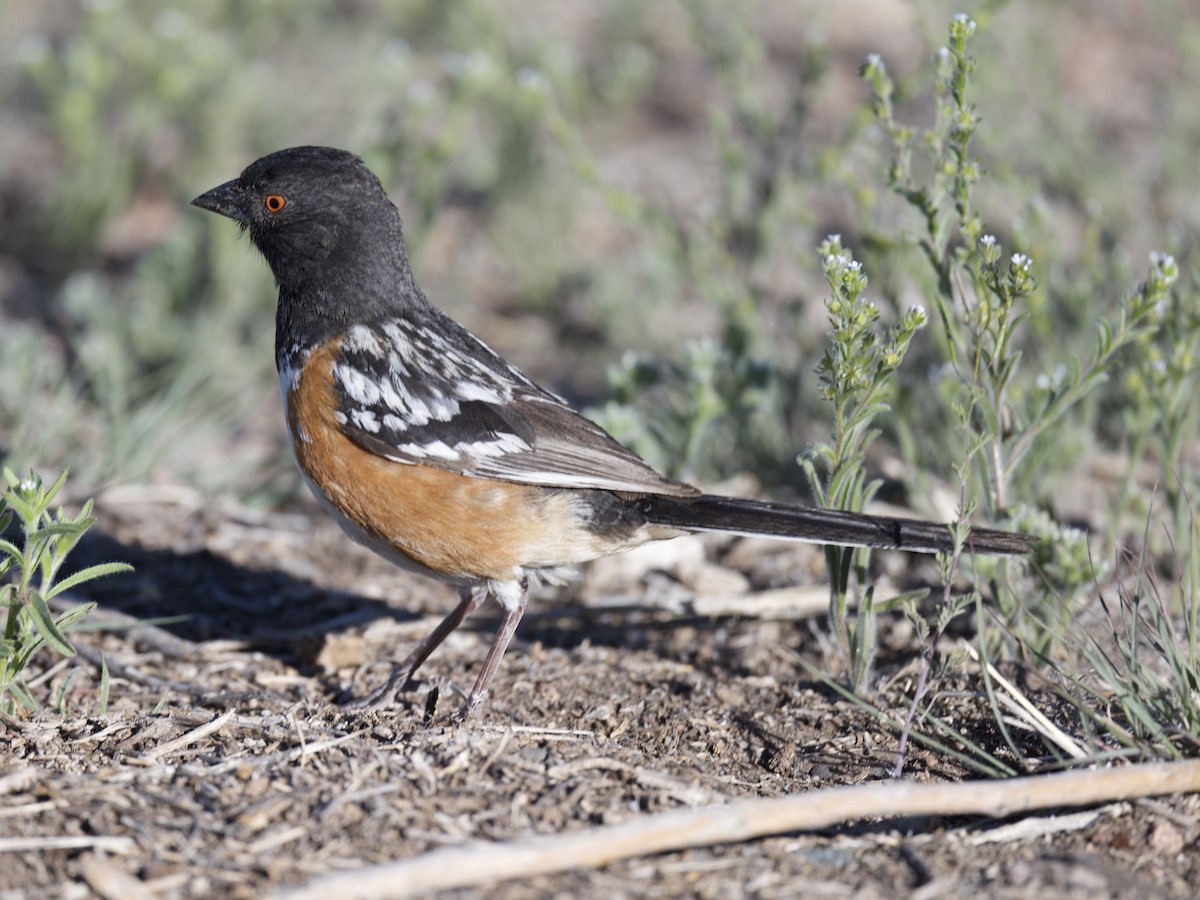 Spotted Towhee - ML619848768