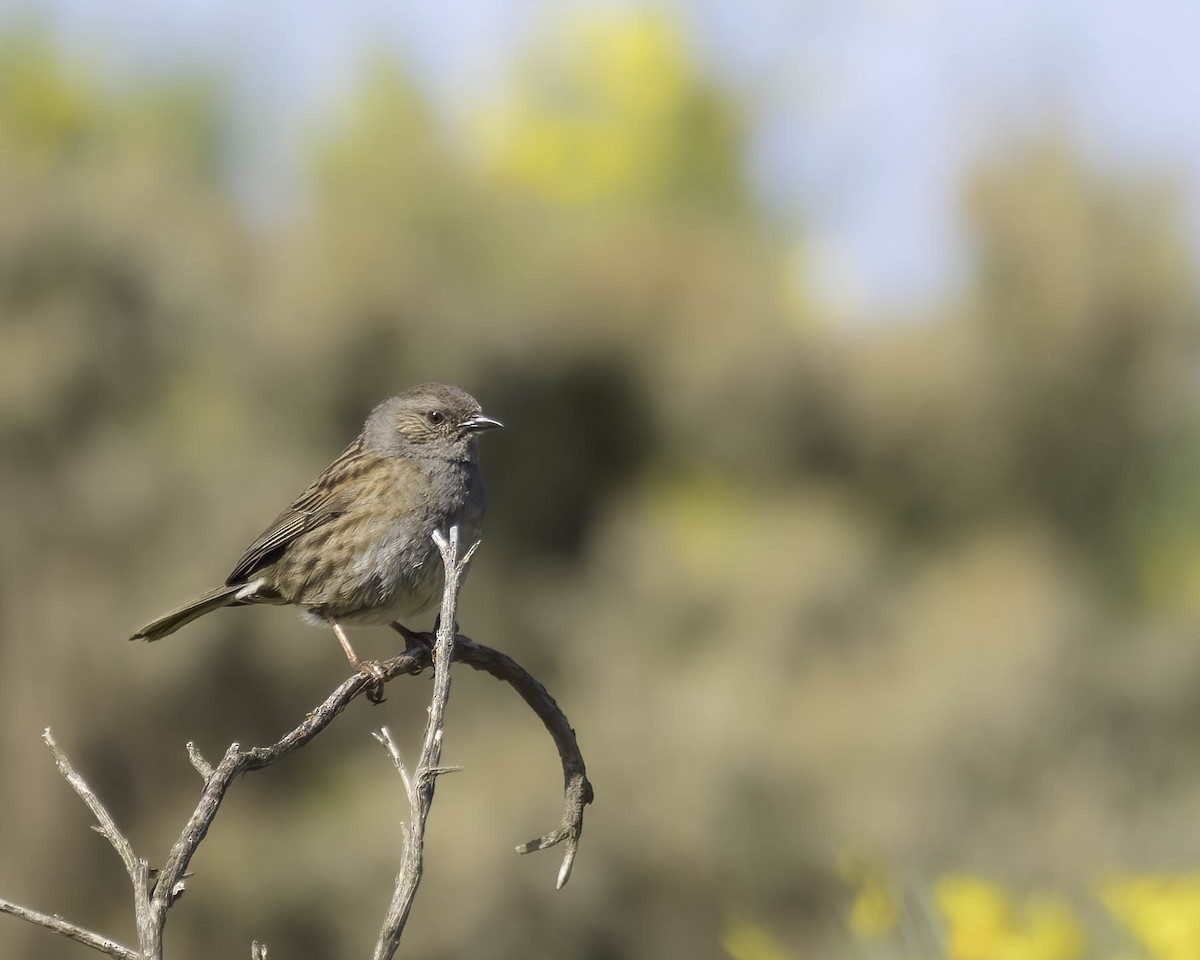 Dunnock - ML619848782