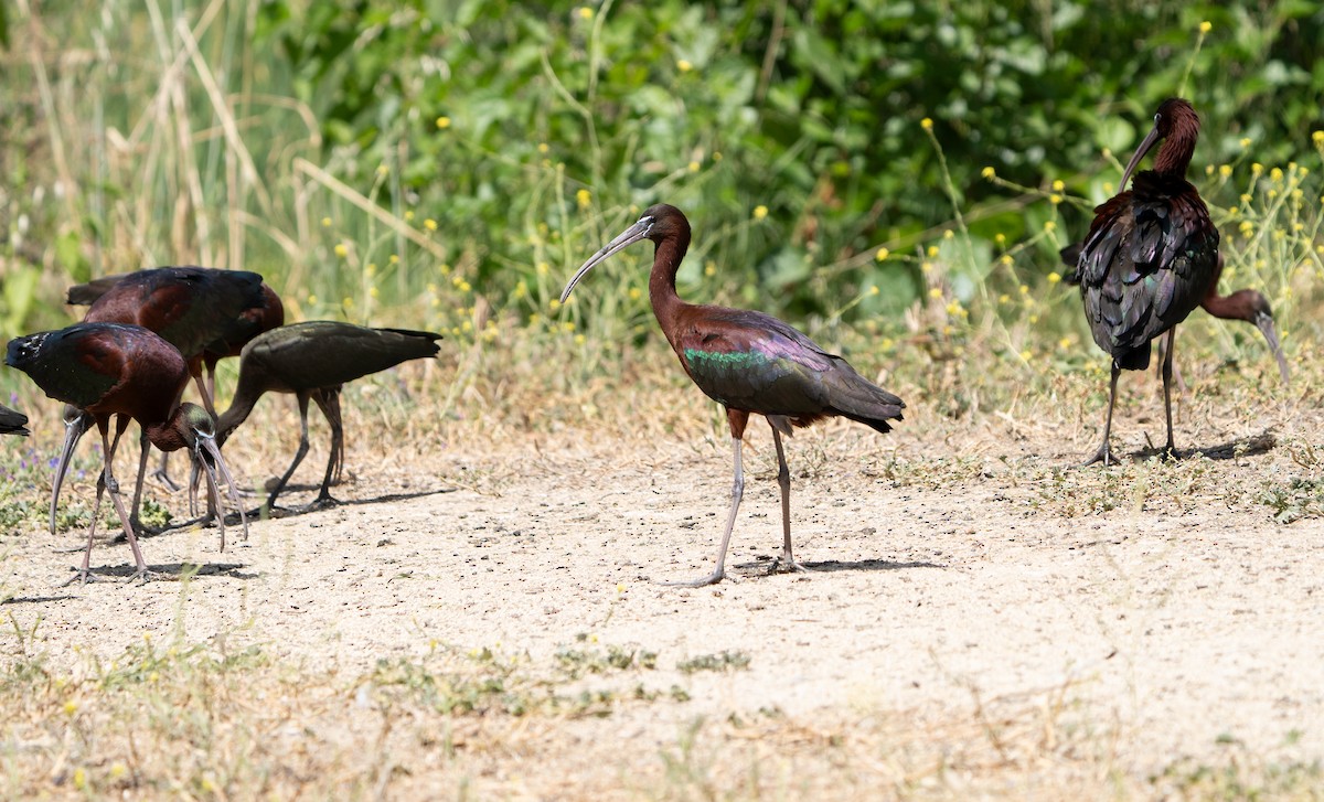 Glossy Ibis - ML619848796