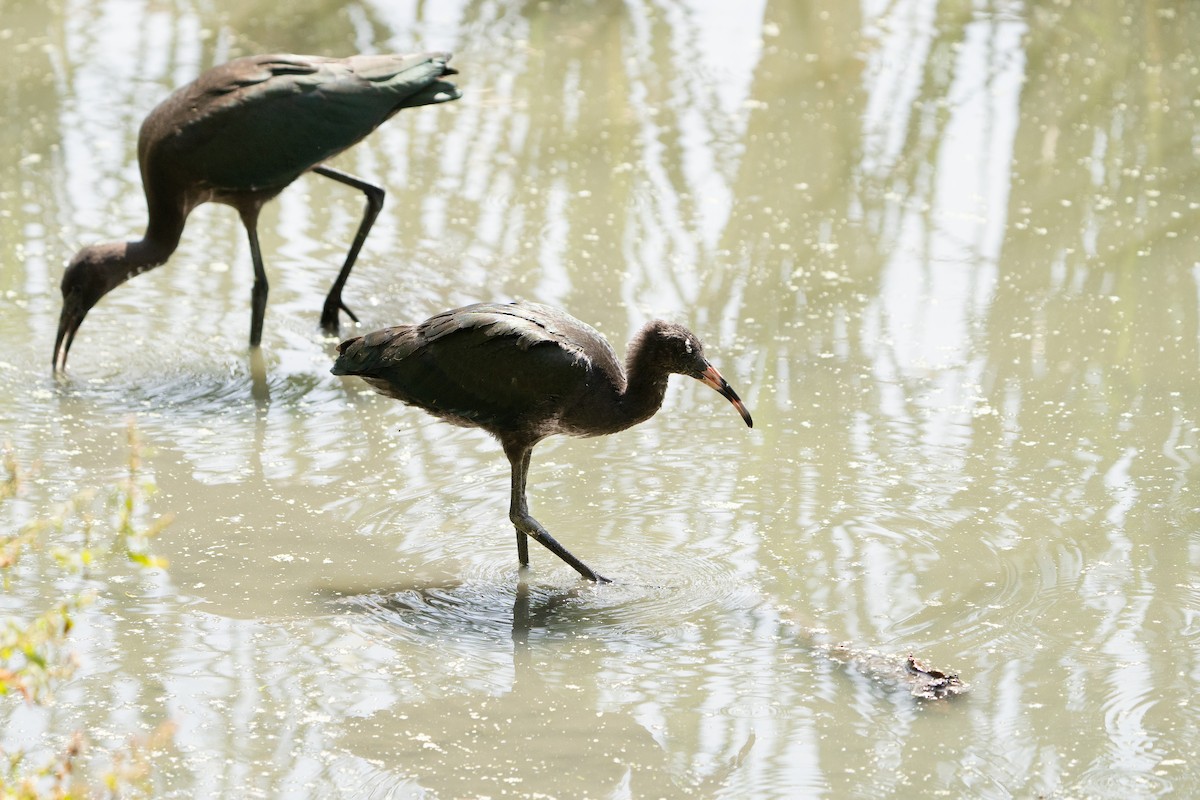 Glossy Ibis - ML619848797