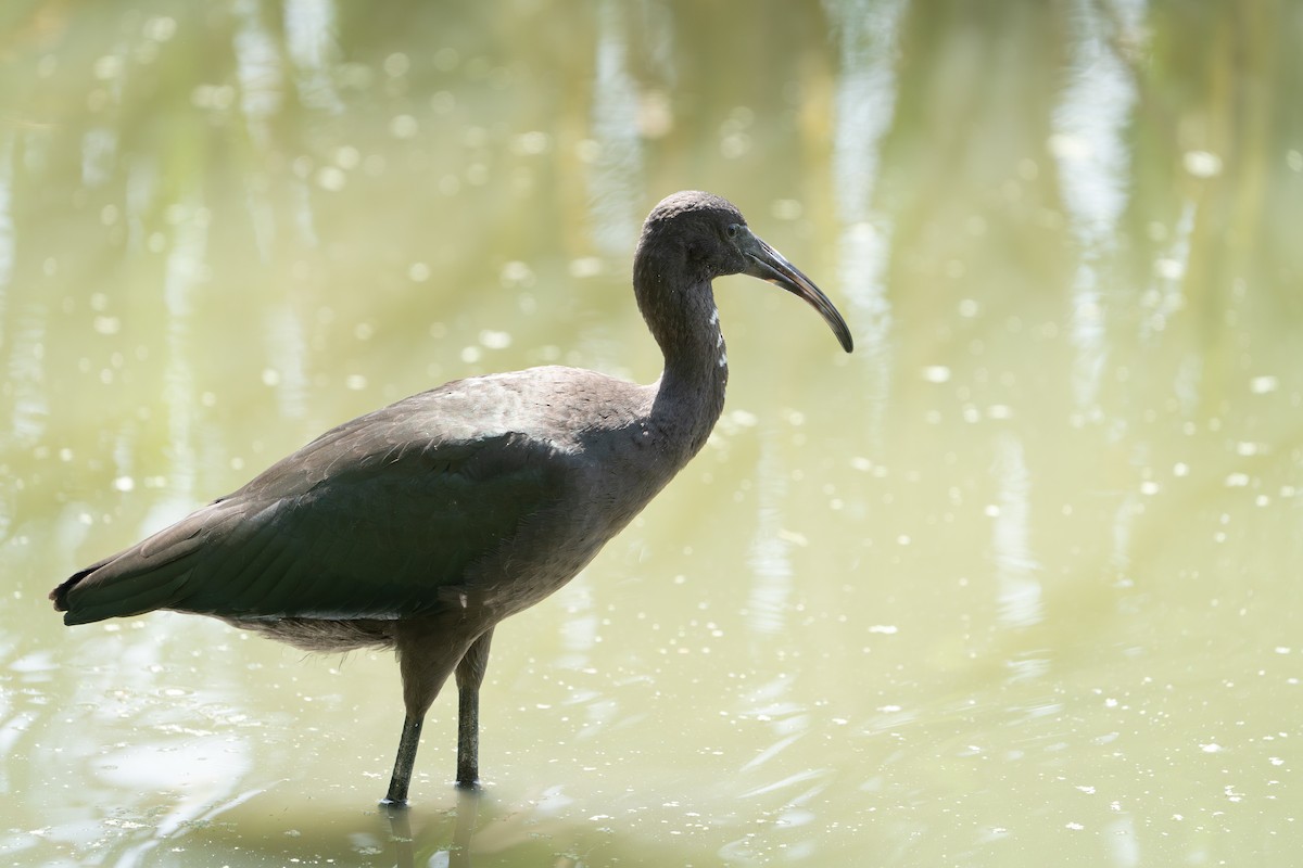 Glossy Ibis - ML619848799