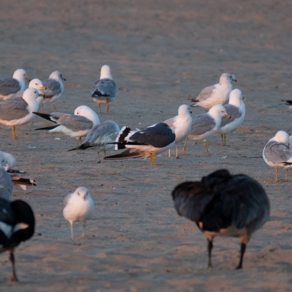 Black-tailed Gull - ML619848800