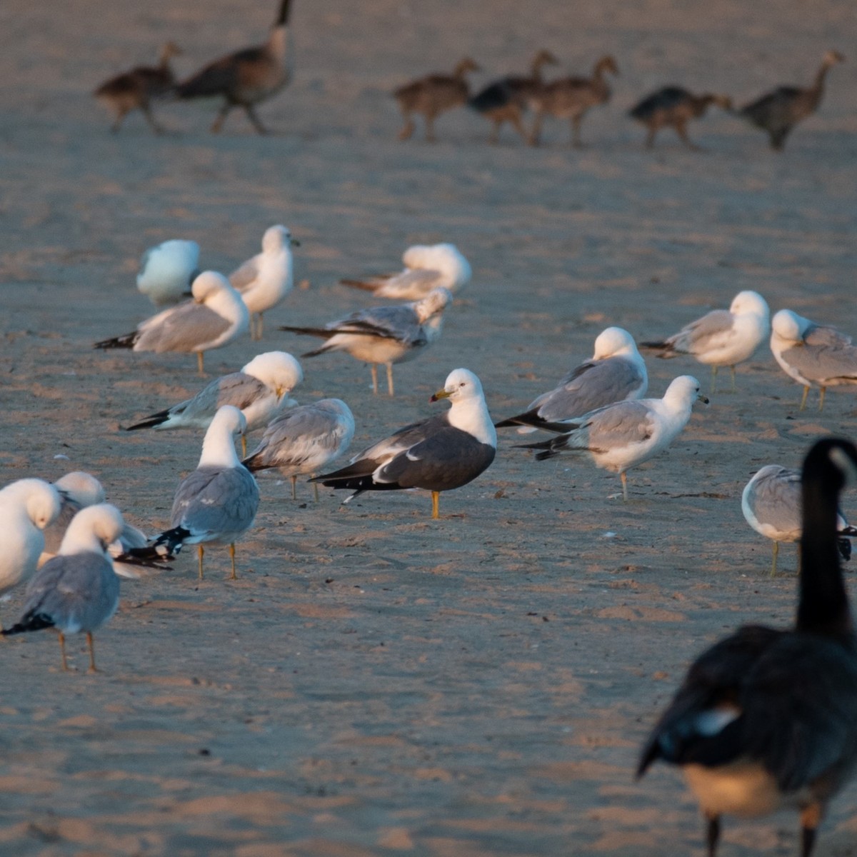 Black-tailed Gull - ML619848801