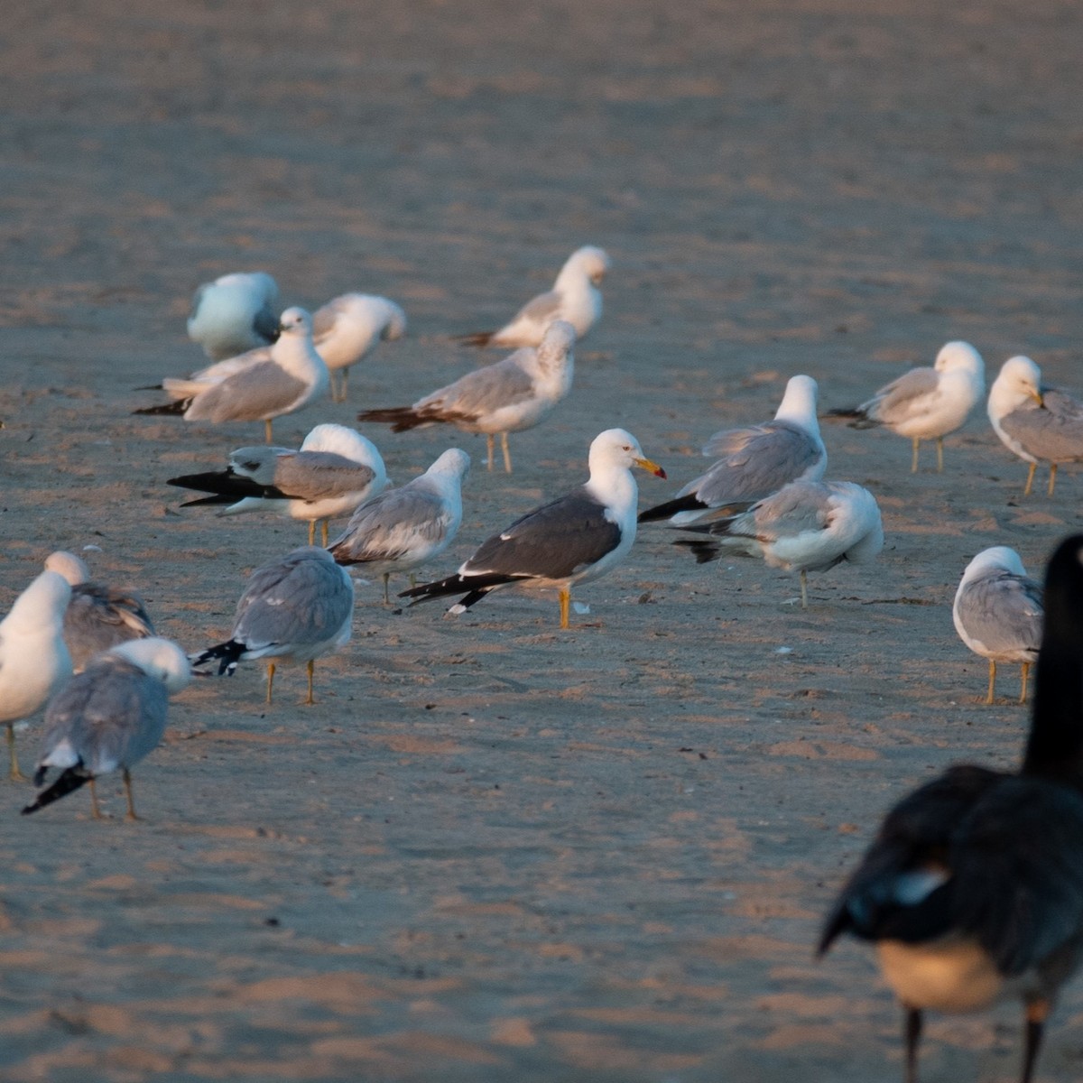 Black-tailed Gull - ML619848802