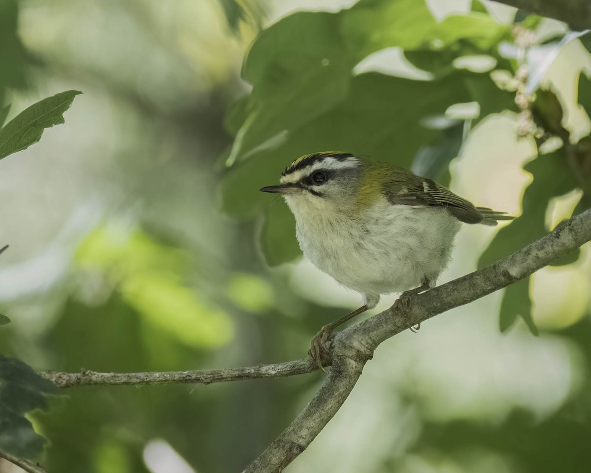 Common Firecrest - ML619848820