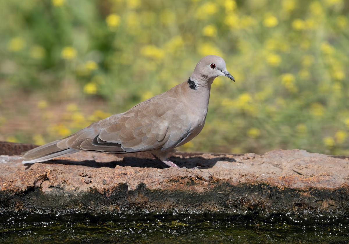 Eurasian Collared-Dove - ML619848821