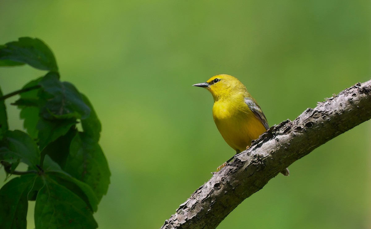 Blue-winged Warbler - ML619848840