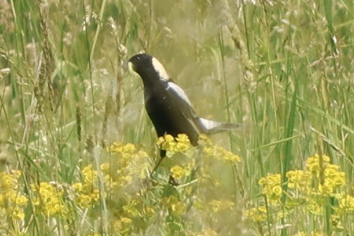 Goglu des prés - ML619848843