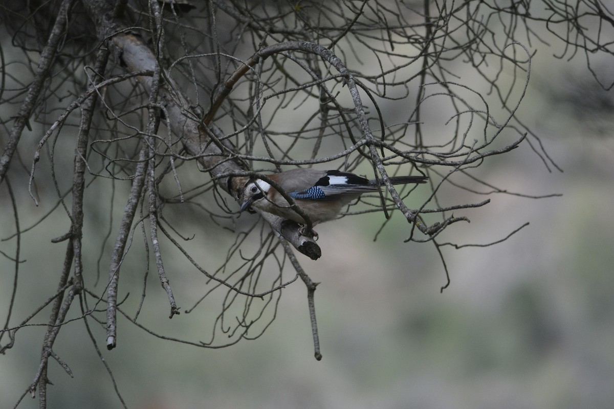 Eurasian Jay (Black-crowned) - ML619848874