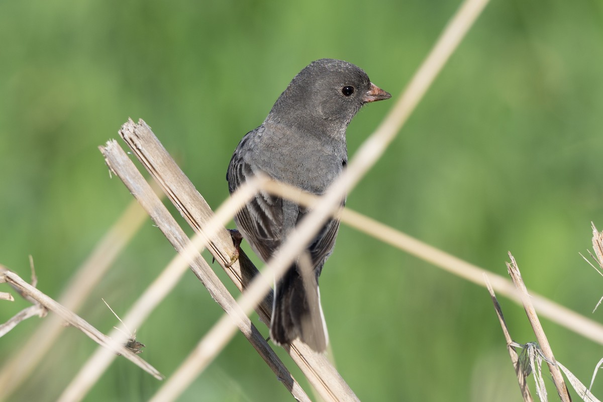 vinterjunko (hyemalis/carolinensis) - ML619848892