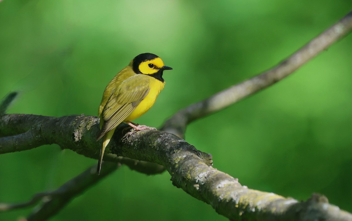 Hooded Warbler - ML619848895