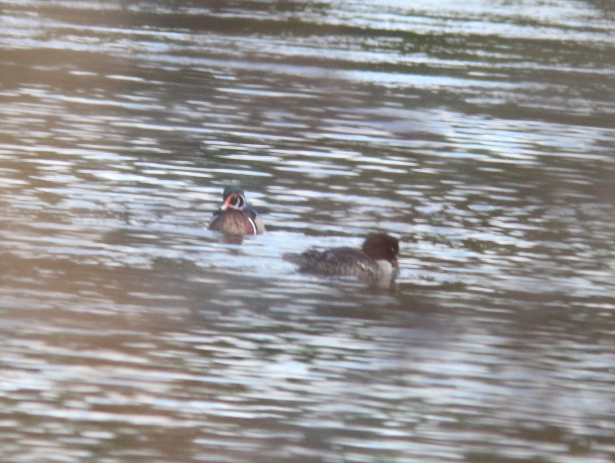 Wood Duck - ML619848907