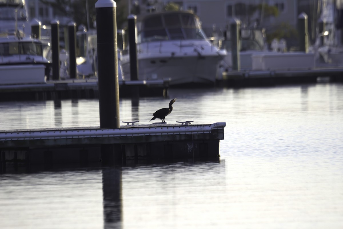 Double-crested Cormorant - ML619848924