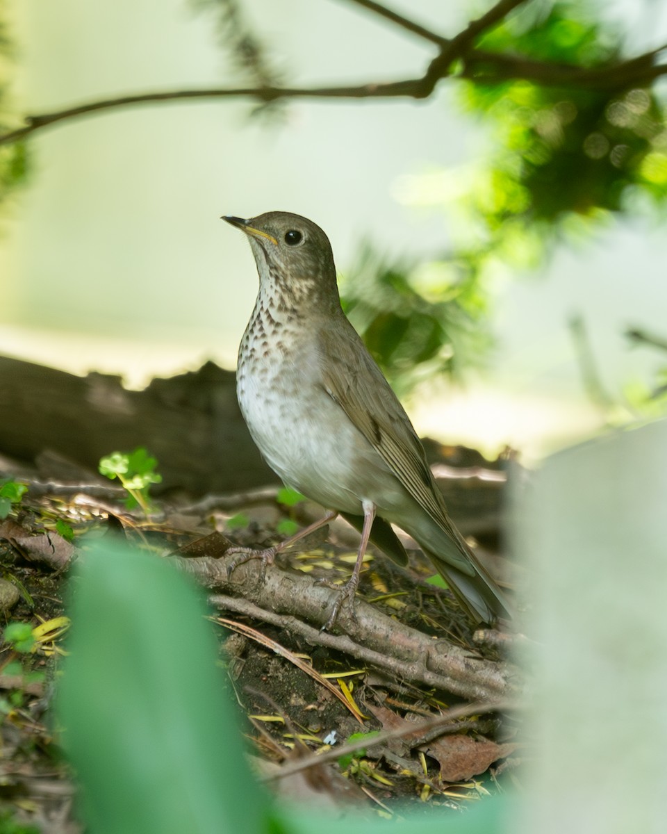 Gray-cheeked Thrush - ML619848932