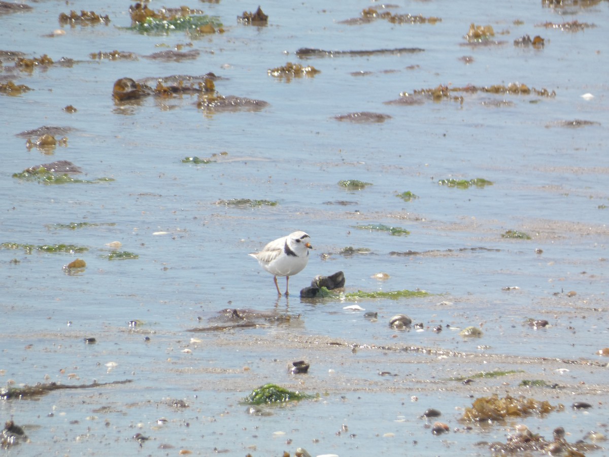 Piping Plover - ML619848951