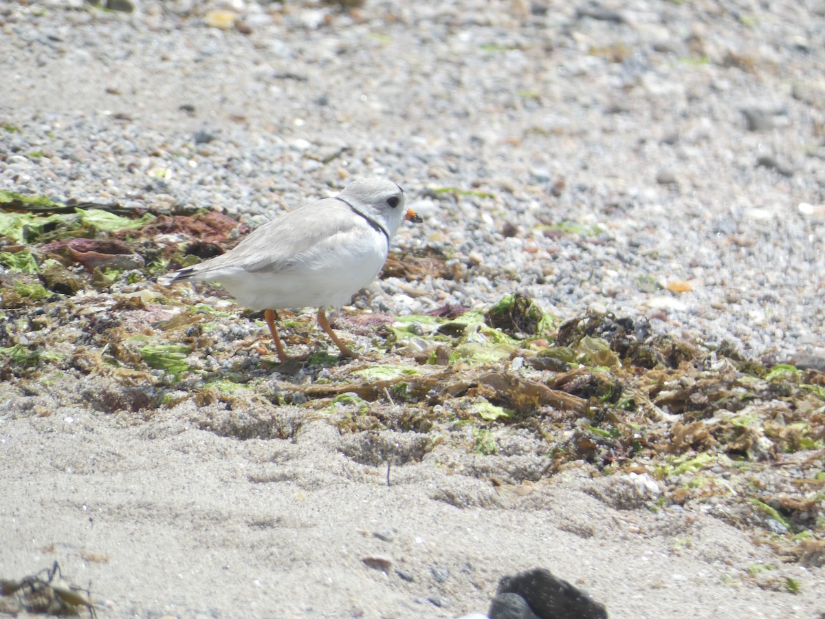Piping Plover - ML619848952
