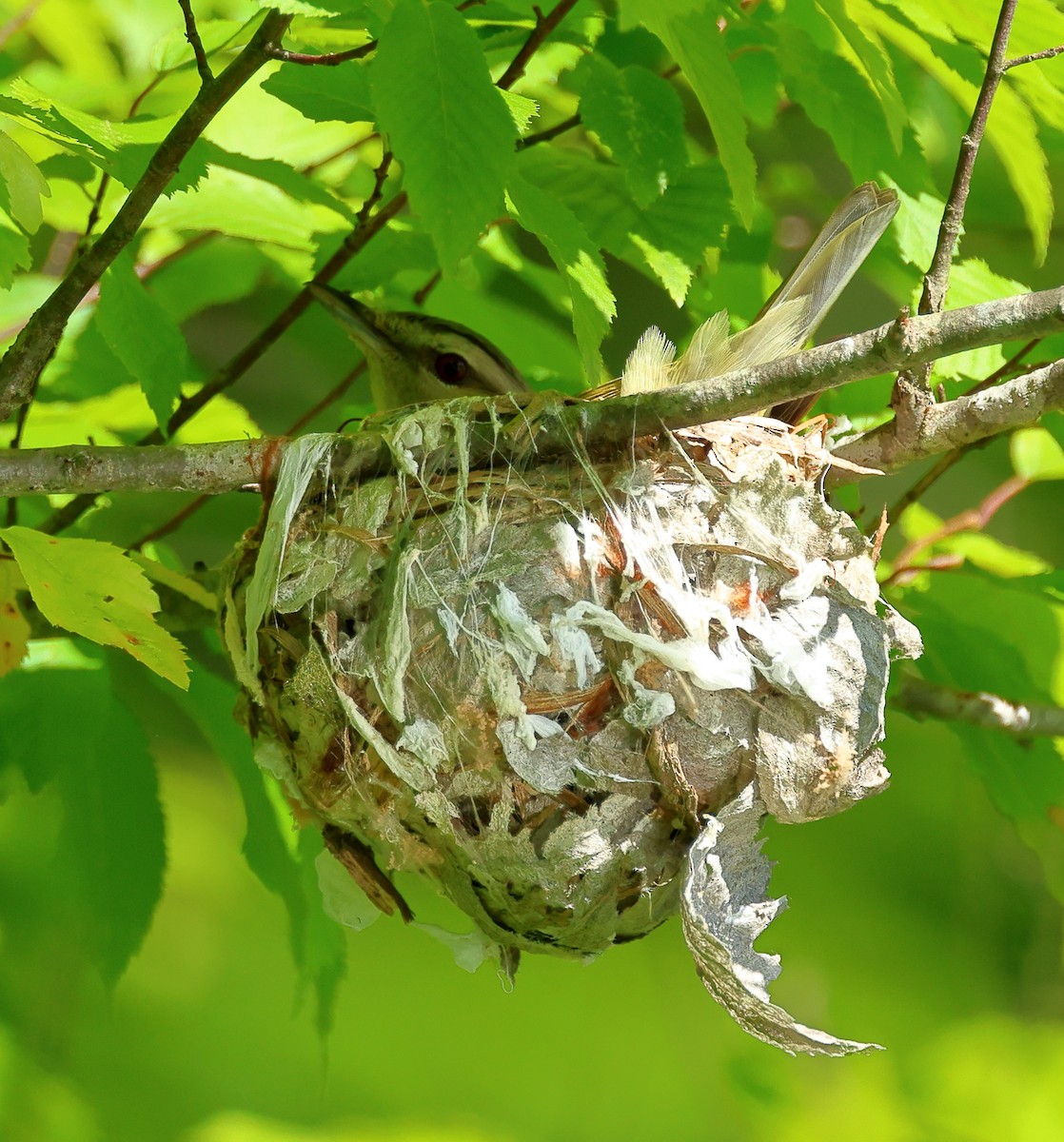 Red-eyed Vireo - Nik Teichmann