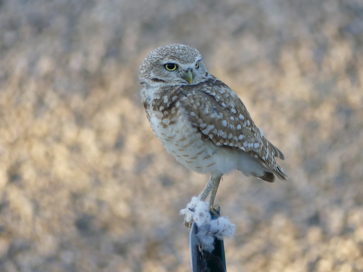 Burrowing Owl - ML619848976