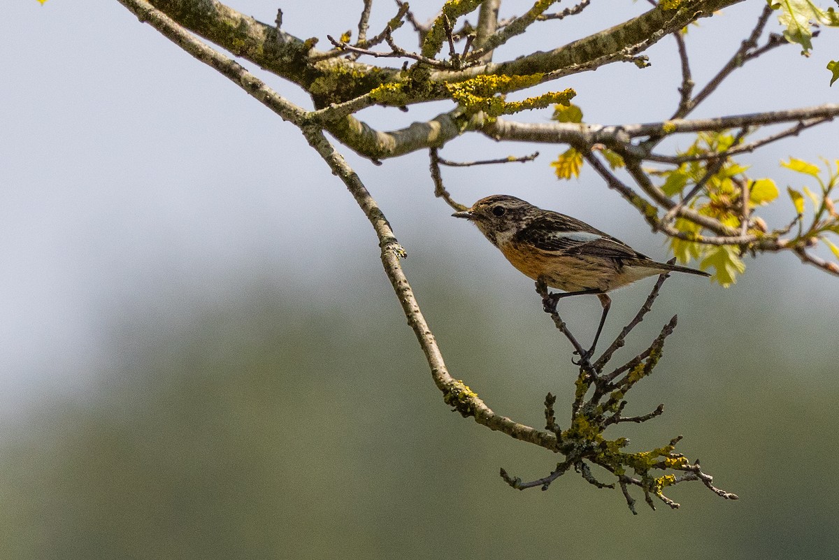 Whinchat - ML619848978