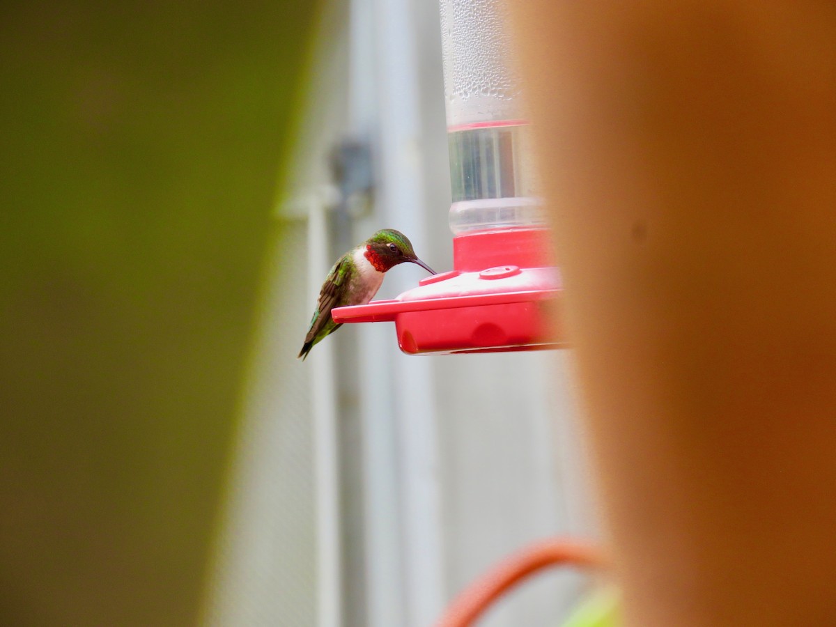 Ruby-throated Hummingbird - ML619848988