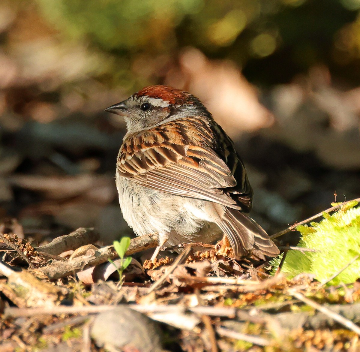 Chipping Sparrow - ML619848993
