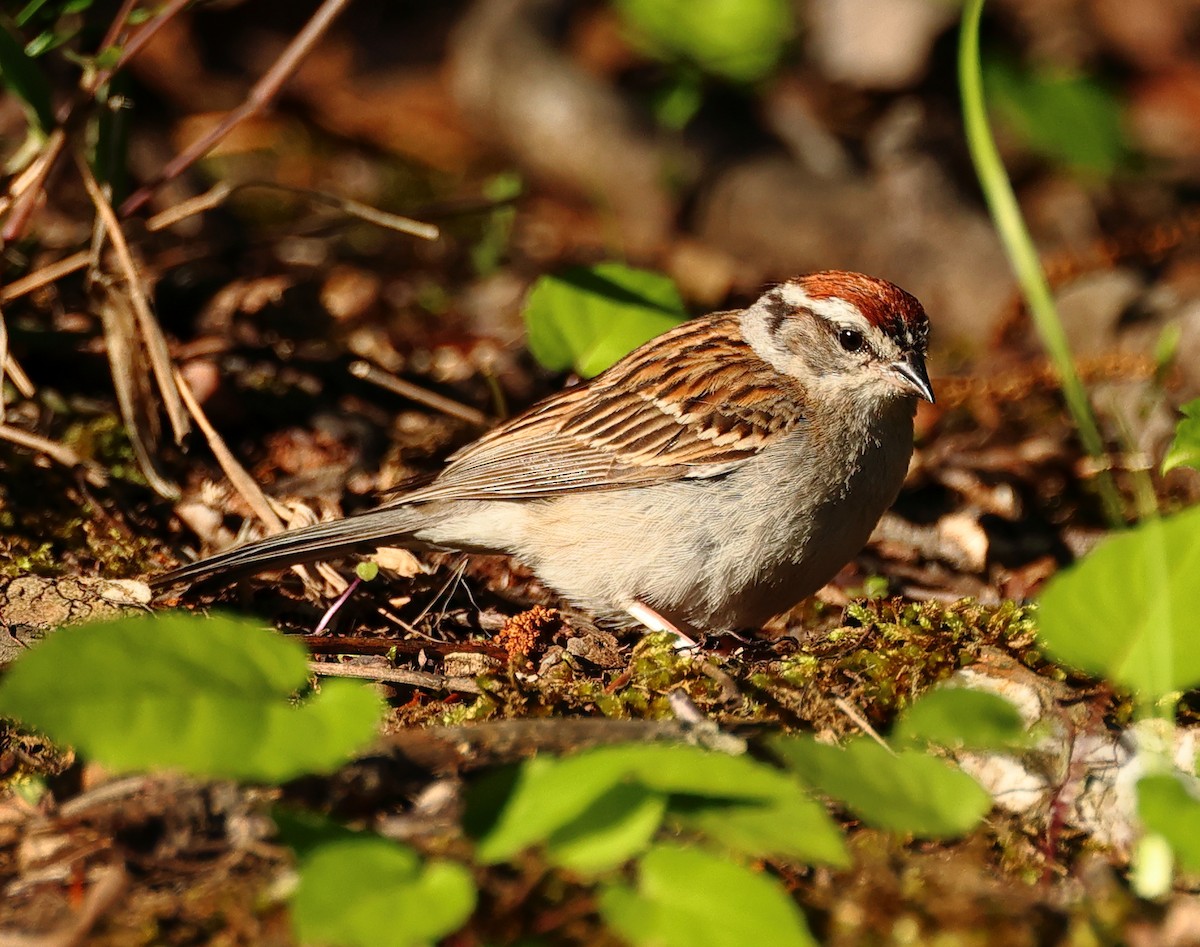 Chipping Sparrow - ML619848994