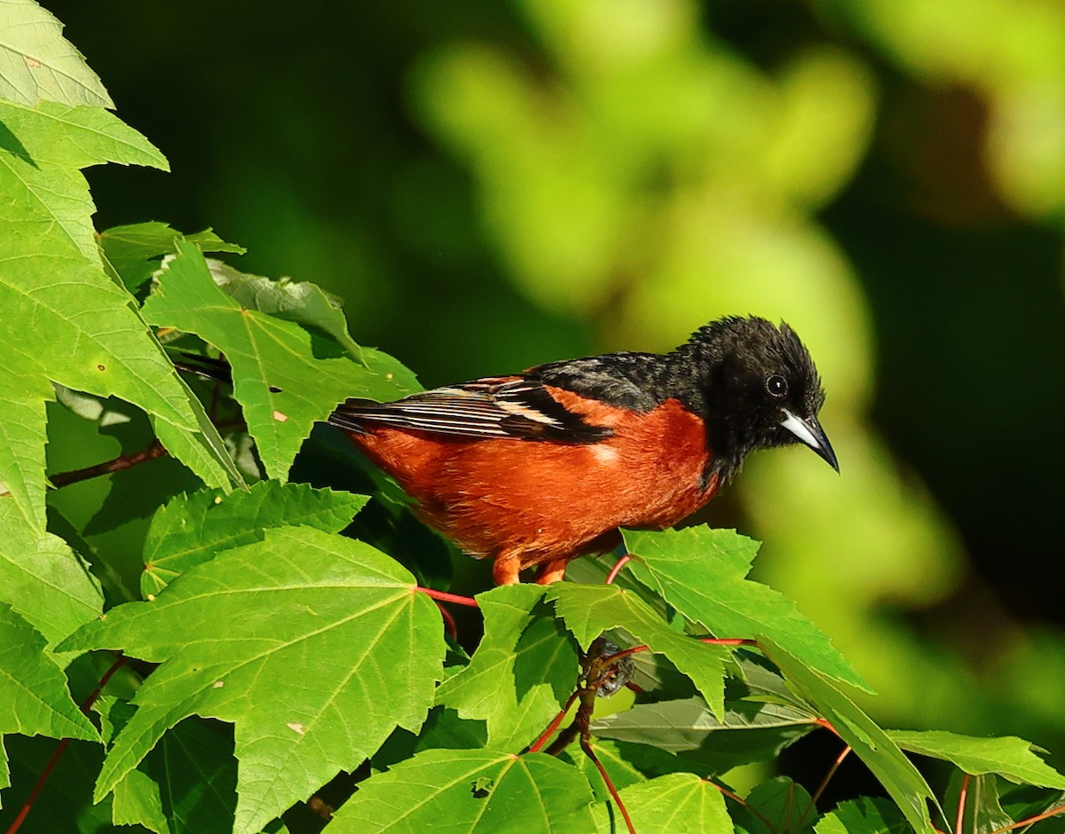 Orchard Oriole - ML619849001