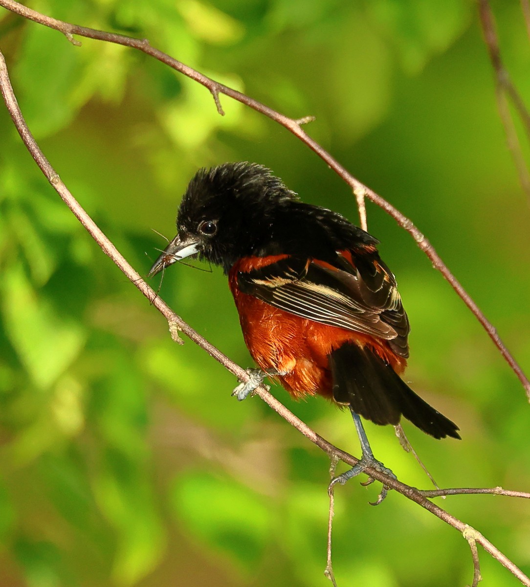 Orchard Oriole - ML619849002