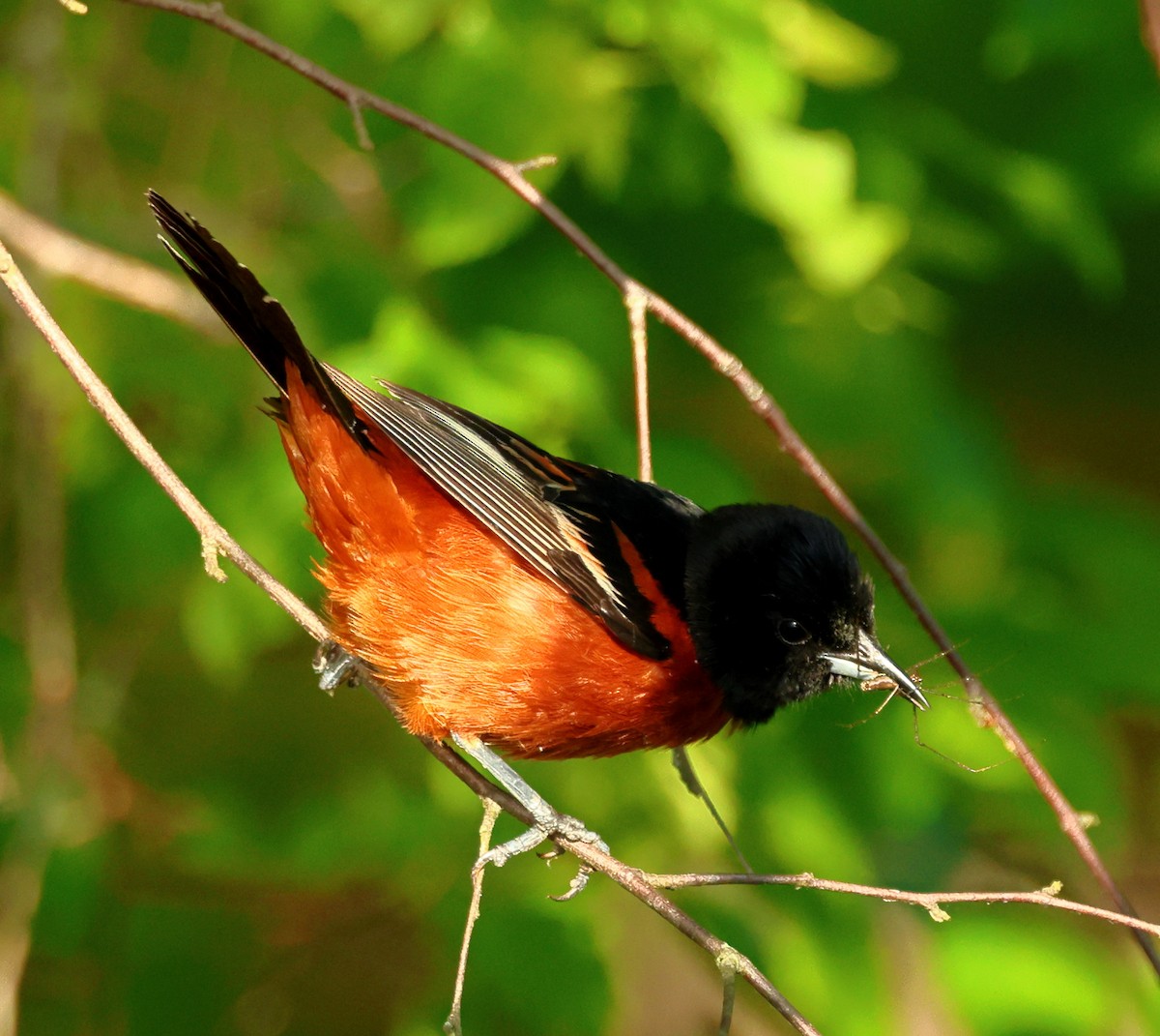 Orchard Oriole - ML619849003