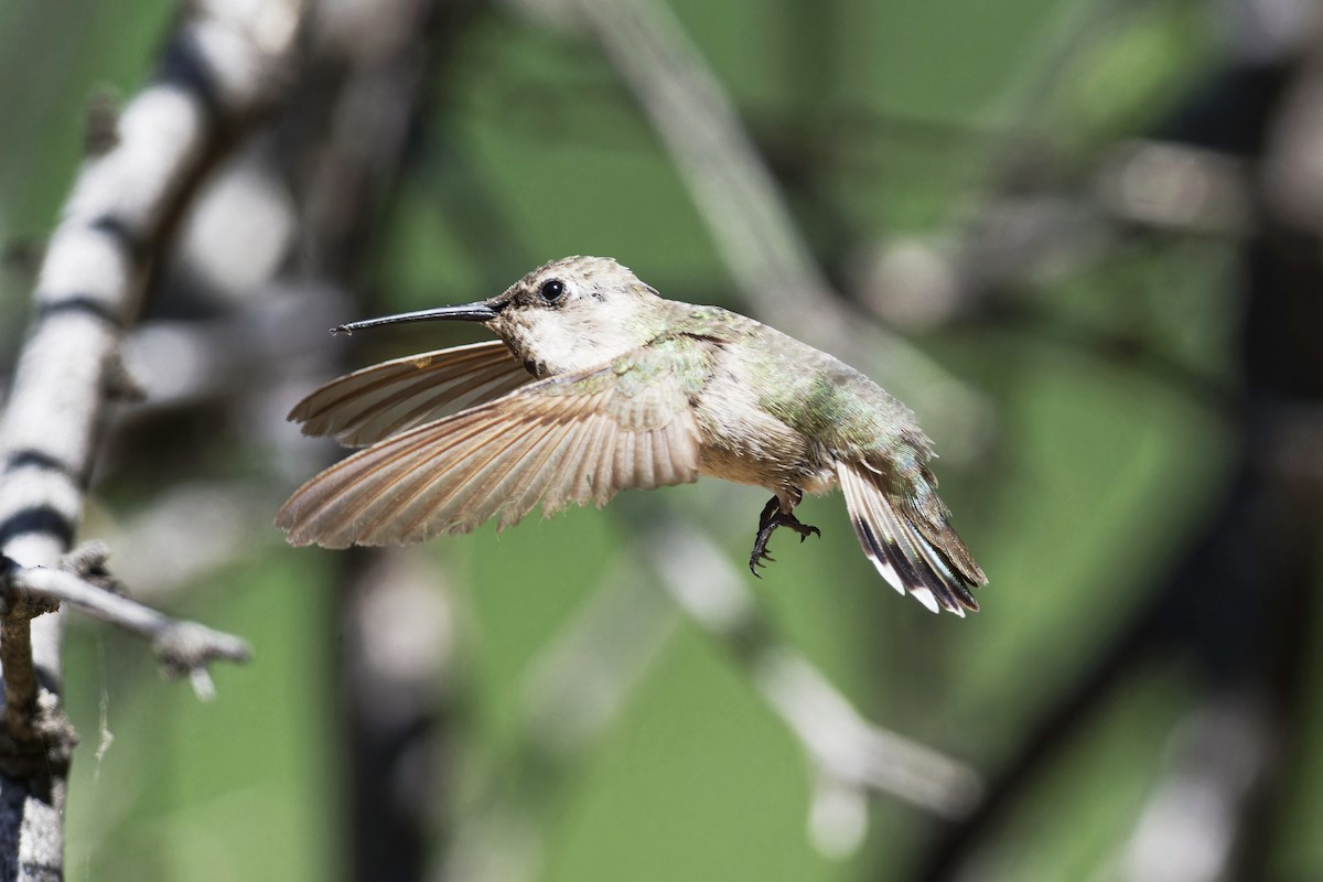 Anna's Hummingbird - ML619849022