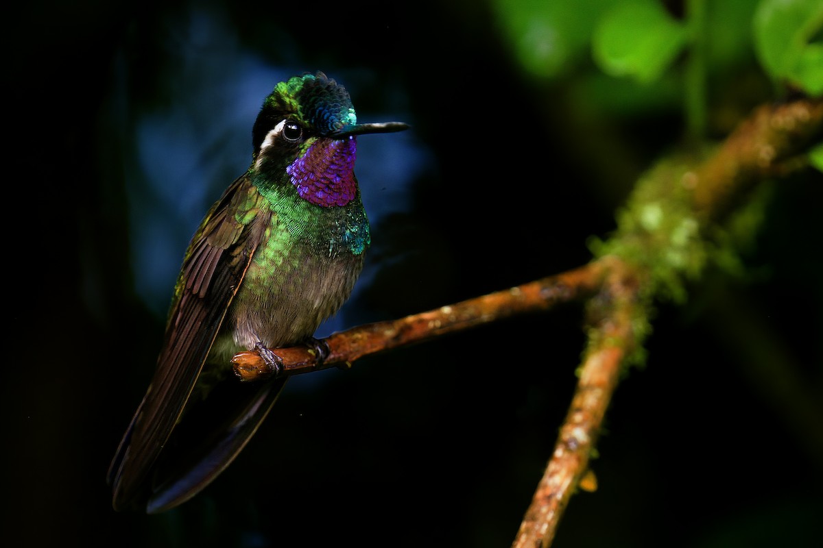 kolibřík fialovohrdlý - ML619849027