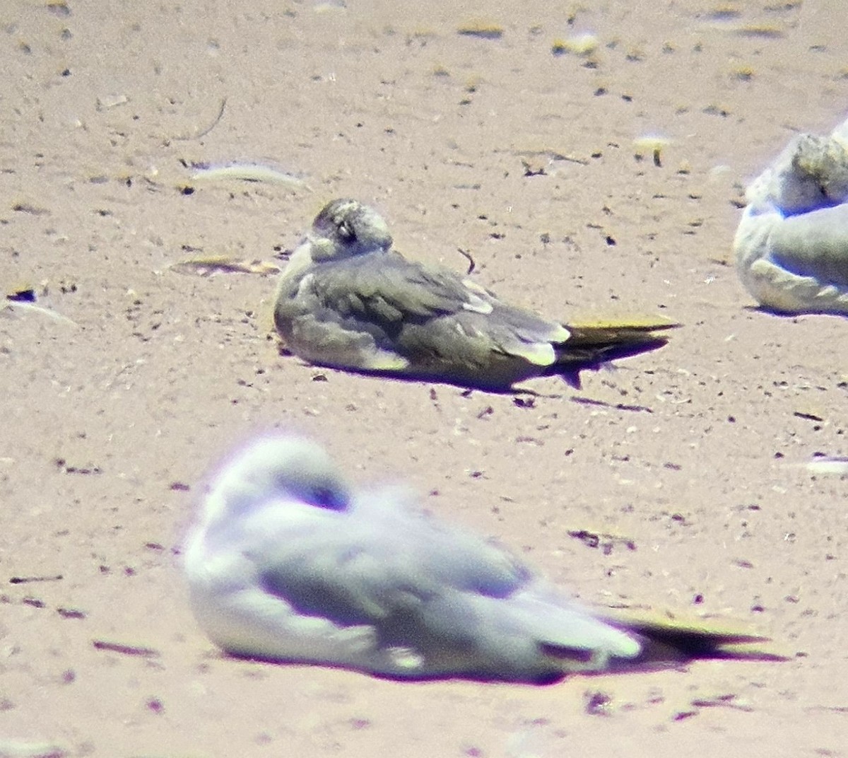 Laughing Gull - ML619849029