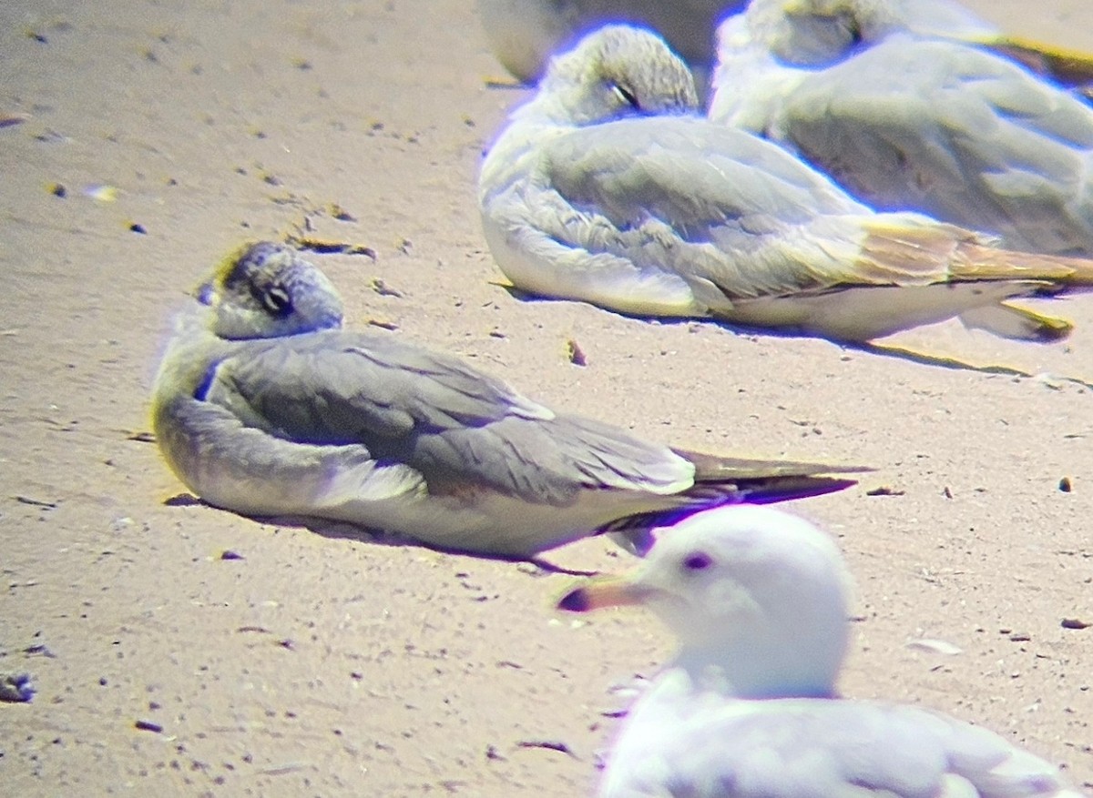 Laughing Gull - ML619849033