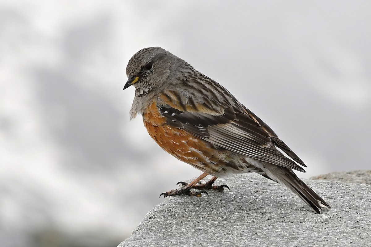 Alpine Accentor - ML619849038