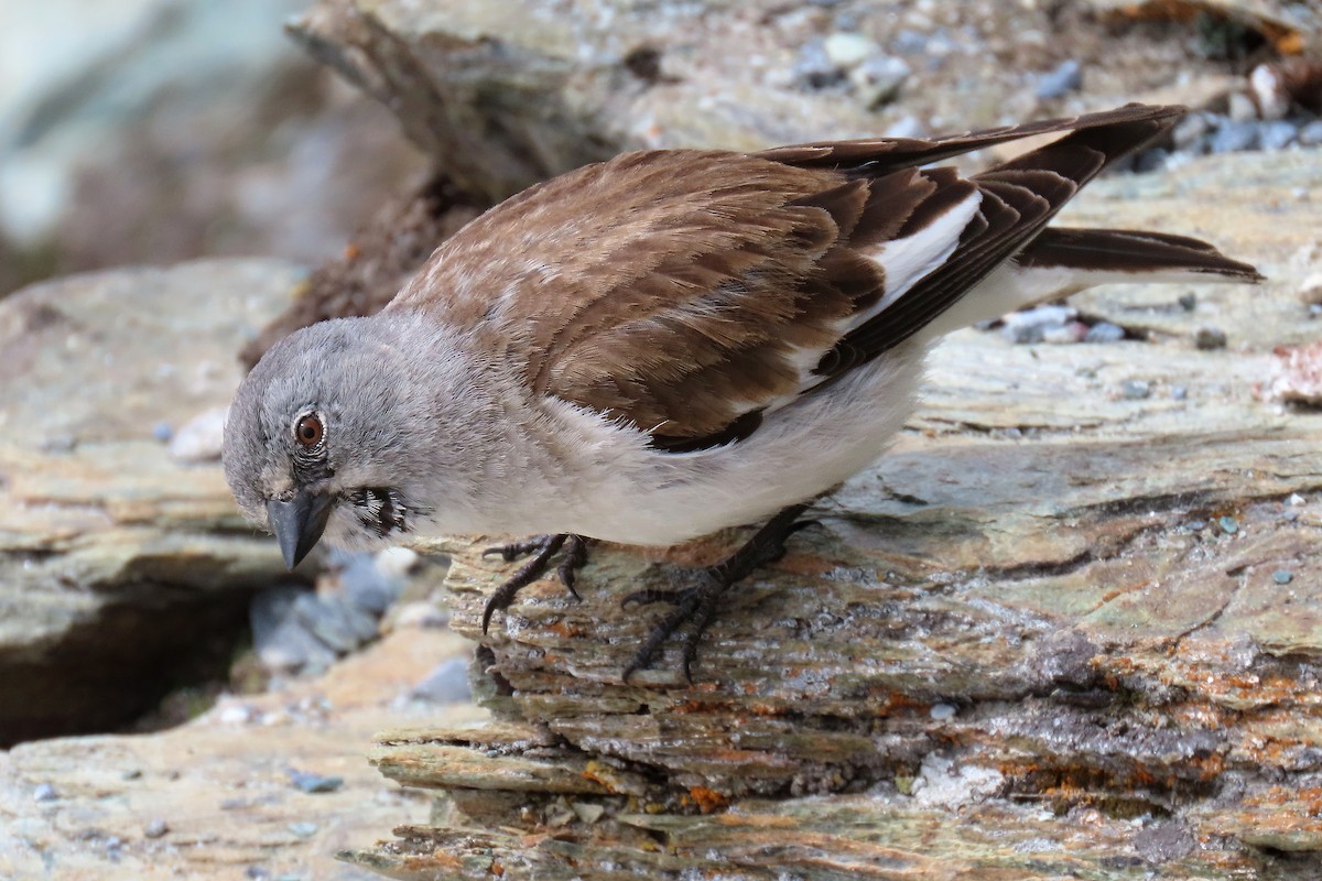 White-winged Snowfinch - ML619849042