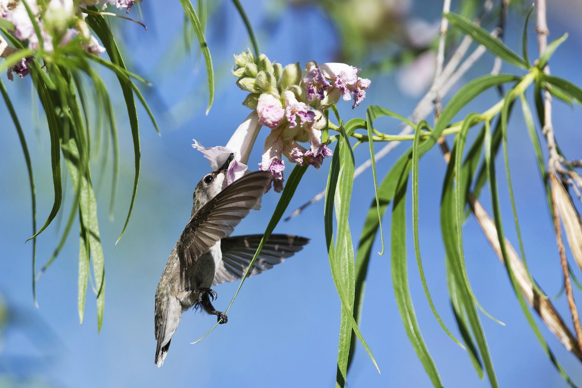 Costa's Hummingbird - ML619849044