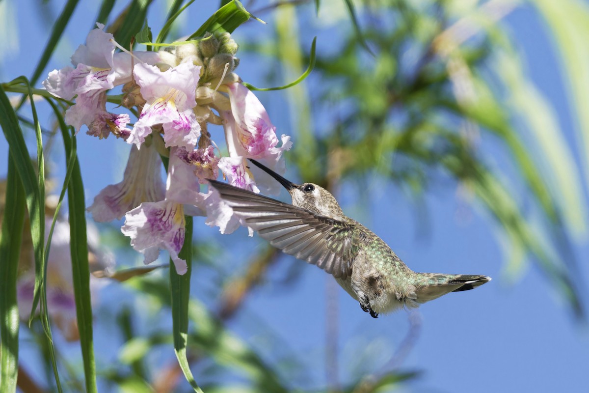 Costa's Hummingbird - ML619849045