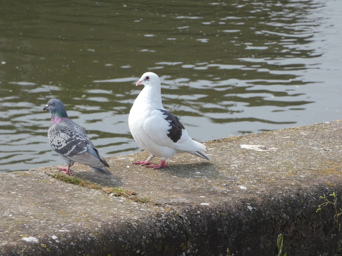 Rock Pigeon (Feral Pigeon) - ML619849046