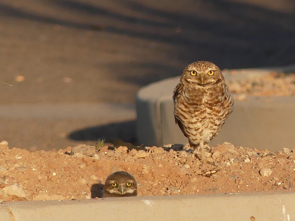 Burrowing Owl - ML619849047