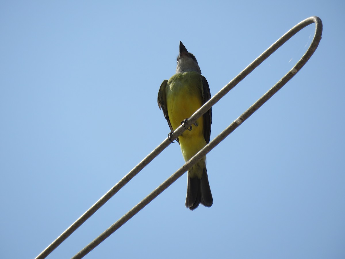 Tropical Kingbird - ML619849049