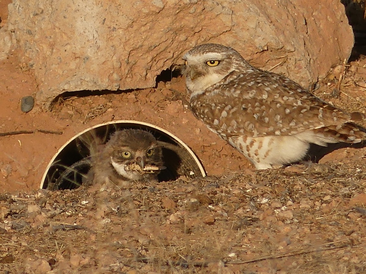Burrowing Owl - ML619849073