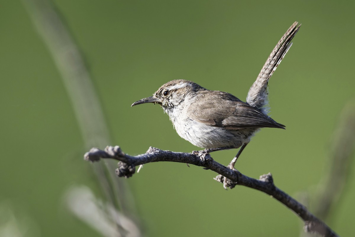 Bewick's Wren - ML619849084