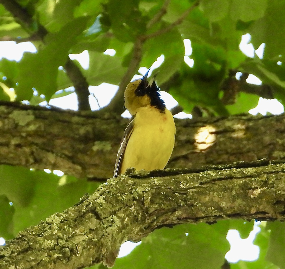 Orchard Oriole - ML619849085
