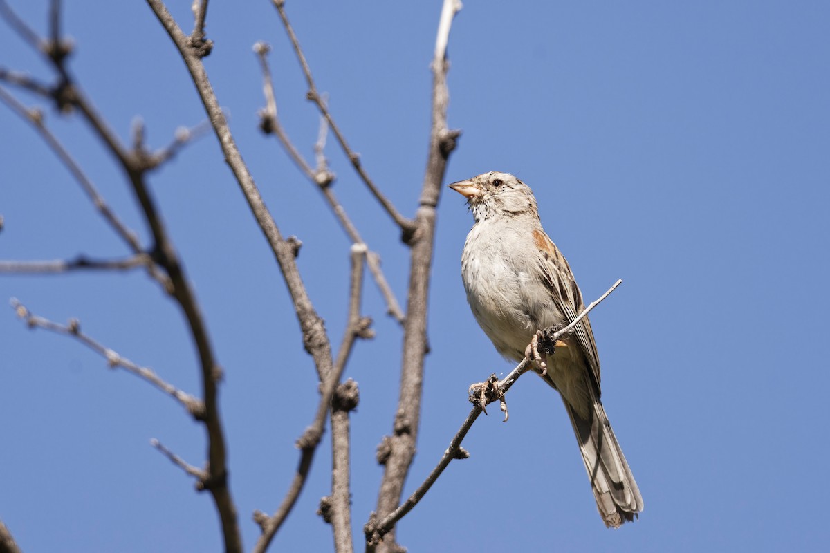 Rufous-winged Sparrow - ML619849092
