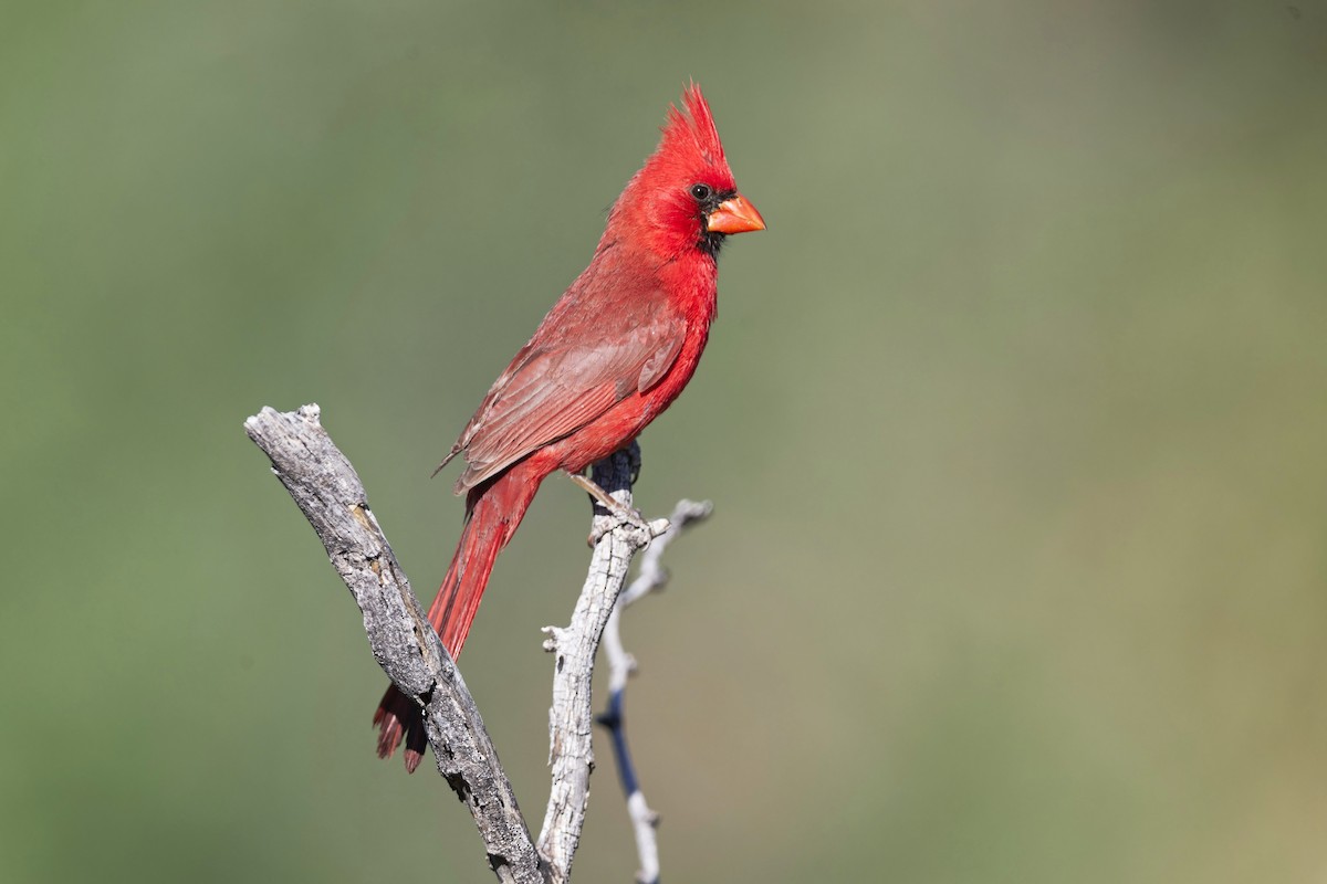 Cardinal rouge - ML619849109