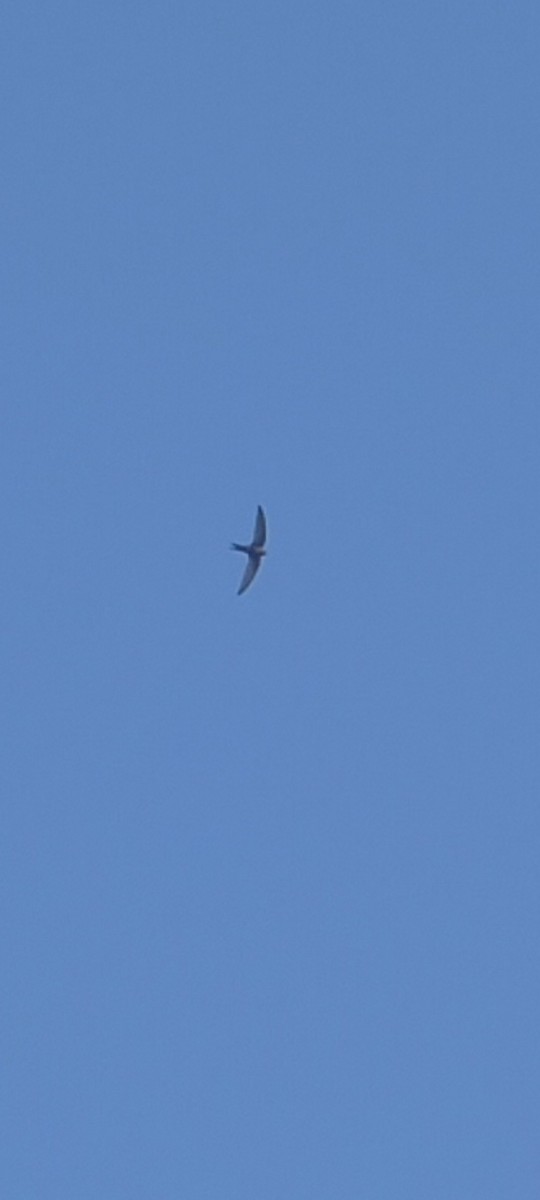 Pallid Swift - ML619849119