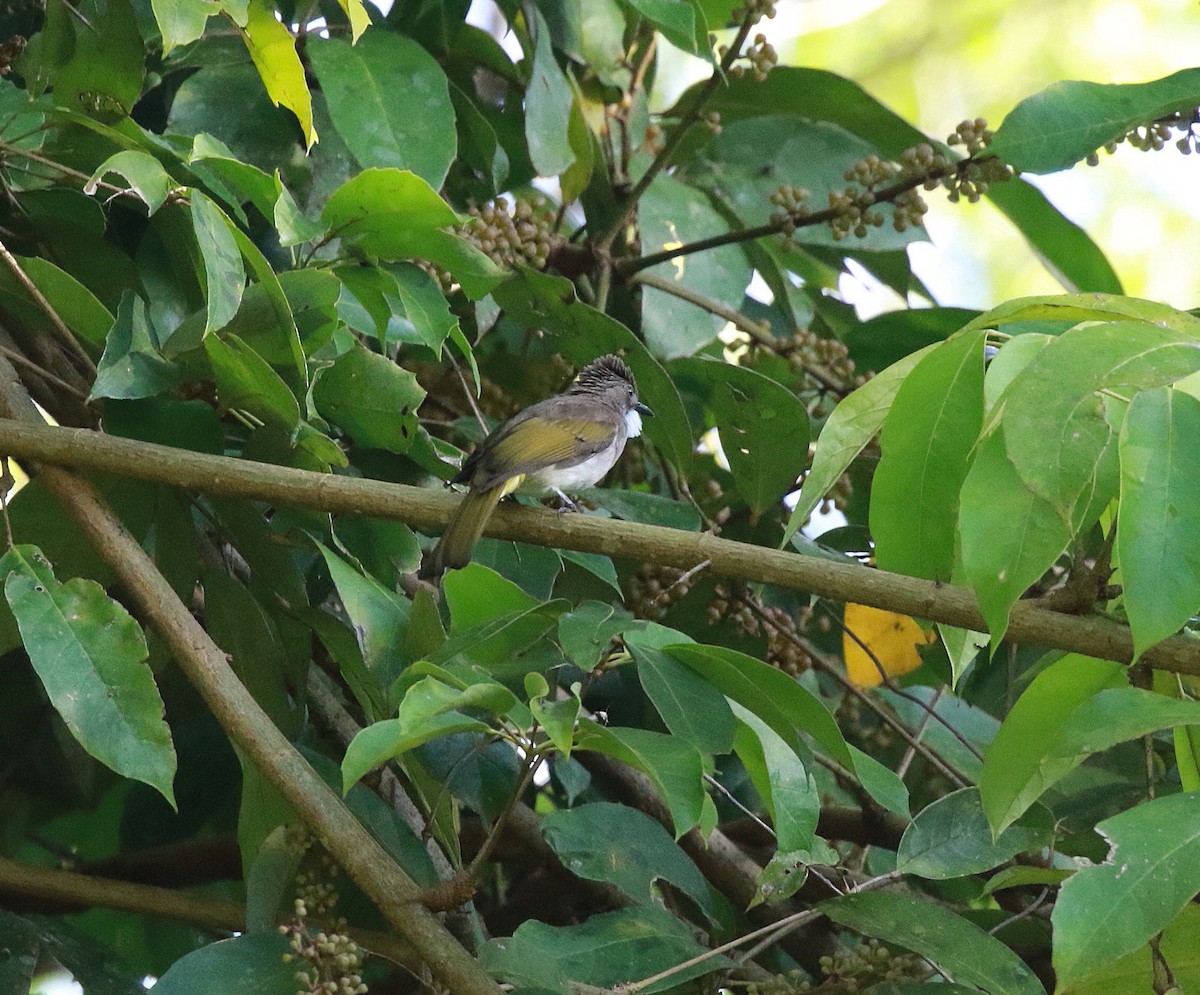 Bulbul terreux (connectens) - ML619849125