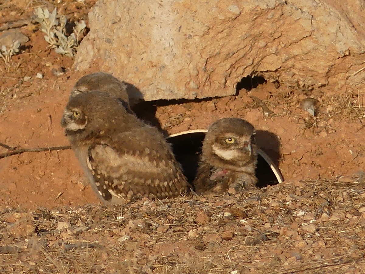 Burrowing Owl - ML619849130