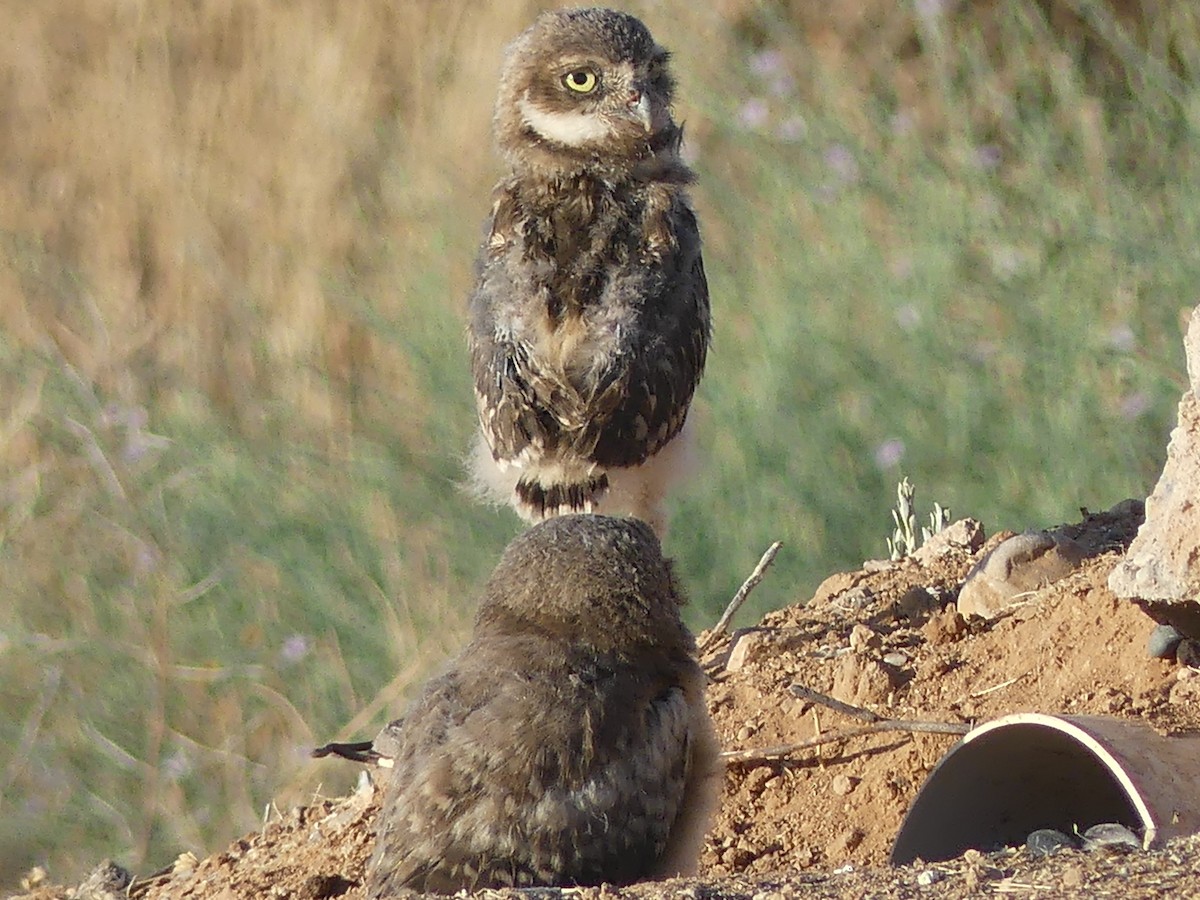 Burrowing Owl - ML619849131